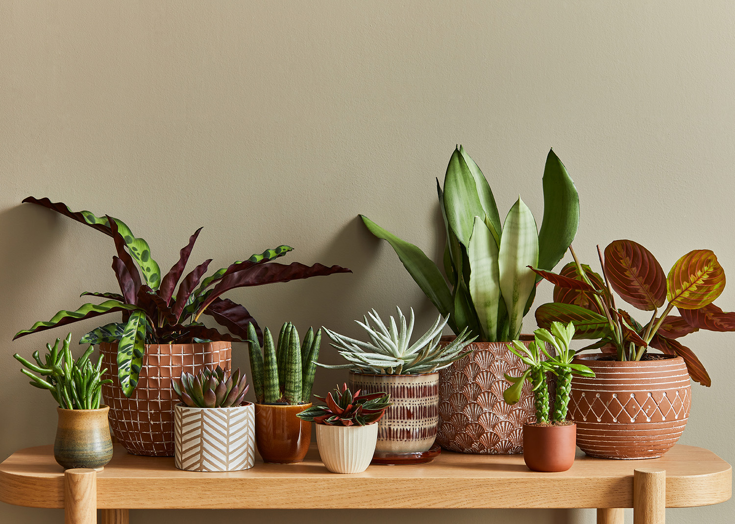 Indoor Plants